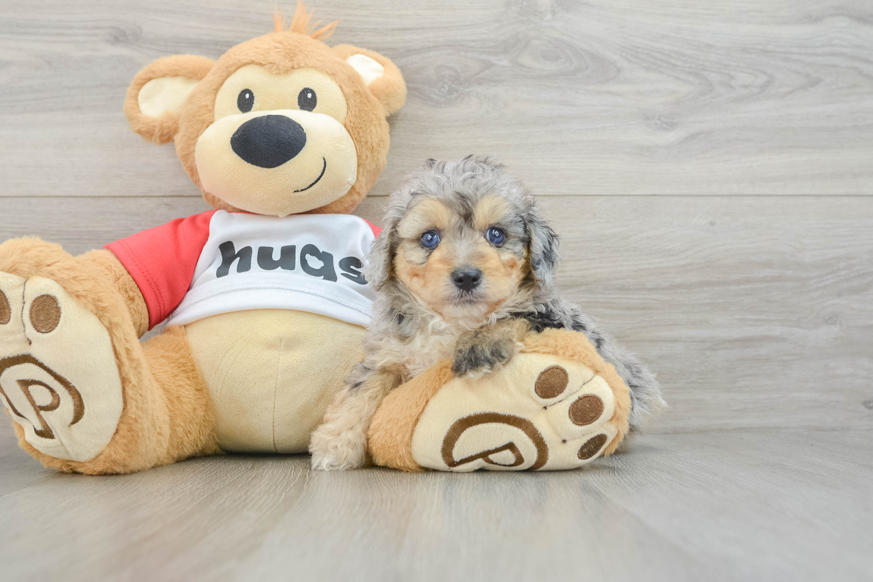 Best Mini Aussiedoodle Baby