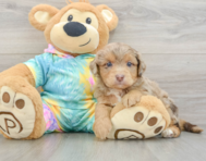 7 week old Mini Aussiedoodle Puppy For Sale - Florida Fur Babies