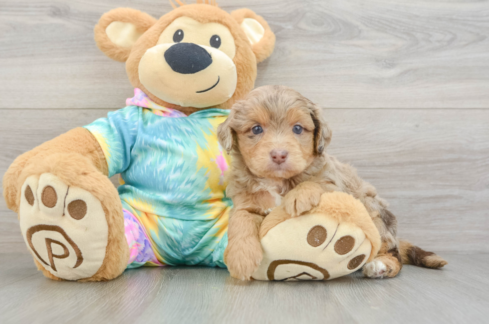 5 week old Mini Aussiedoodle Puppy For Sale - Florida Fur Babies
