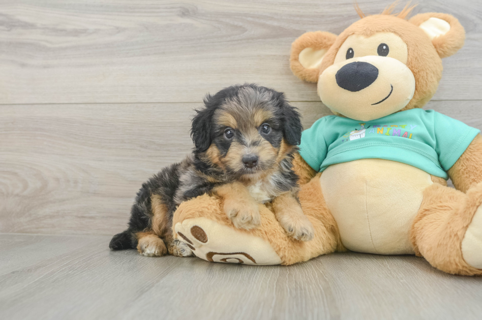 5 week old Mini Aussiedoodle Puppy For Sale - Florida Fur Babies