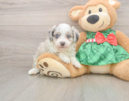 8 week old Mini Aussiedoodle Puppy For Sale - Florida Fur Babies