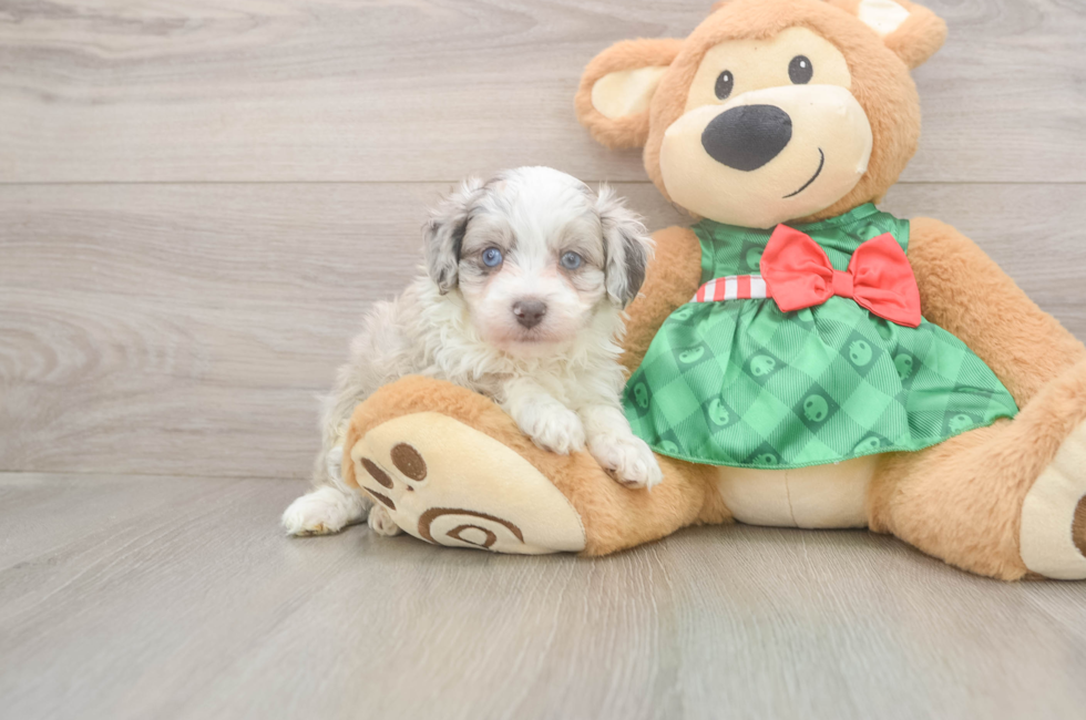 5 week old Mini Aussiedoodle Puppy For Sale - Florida Fur Babies
