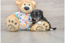 Best Mini Aussiedoodle Baby