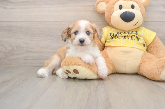 Energetic Aussiepoo Poodle Mix Puppy