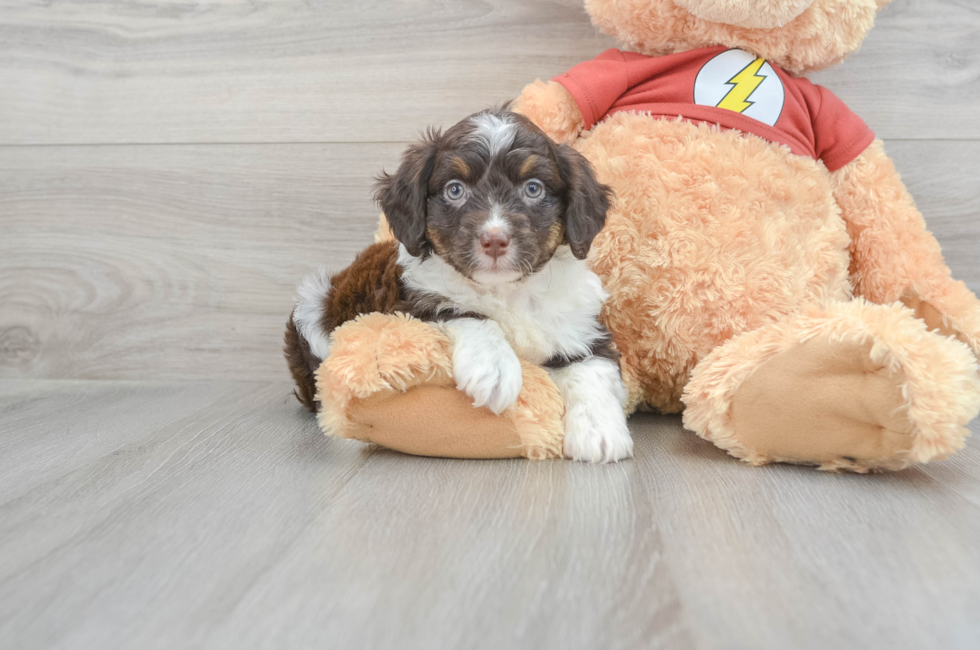 7 week old Mini Aussiedoodle Puppy For Sale - Florida Fur Babies