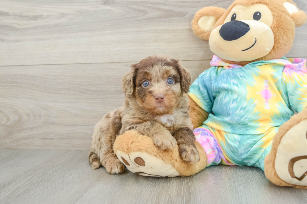 5 week old Mini Aussiedoodle Puppy For Sale - Florida Fur Babies