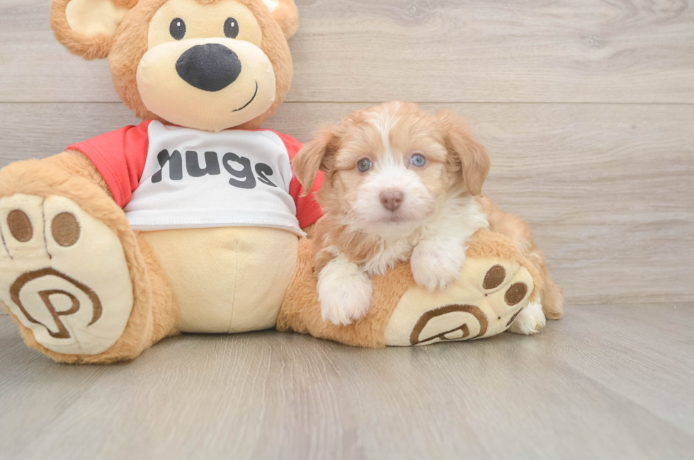 6 week old Mini Aussiedoodle Puppy For Sale - Florida Fur Babies
