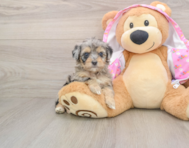 7 week old Mini Aussiedoodle Puppy For Sale - Florida Fur Babies