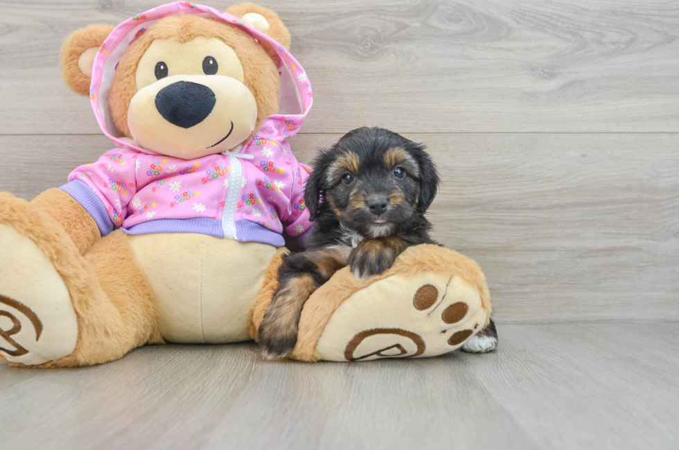 5 week old Mini Aussiedoodle Puppy For Sale - Florida Fur Babies