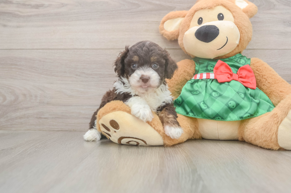 5 week old Mini Aussiedoodle Puppy For Sale - Florida Fur Babies