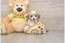 Mini Aussiedoodle Pup Being Cute