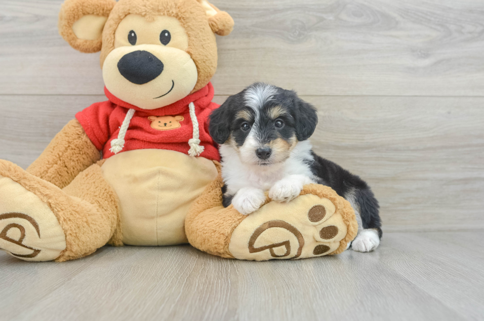 7 week old Mini Aussiedoodle Puppy For Sale - Florida Fur Babies