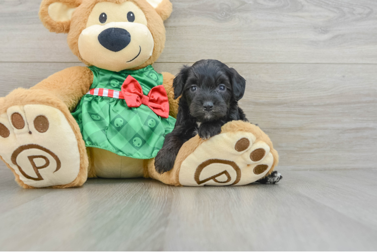 Best Mini Aussiedoodle Baby