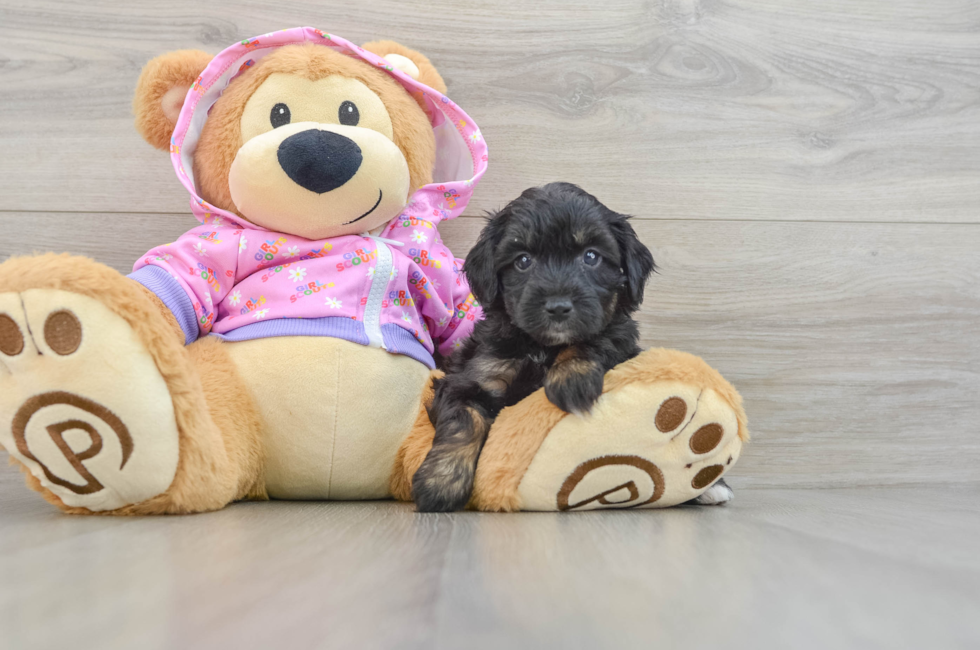 5 week old Mini Aussiedoodle Puppy For Sale - Florida Fur Babies