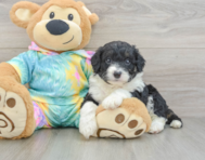 7 week old Mini Aussiedoodle Puppy For Sale - Florida Fur Babies