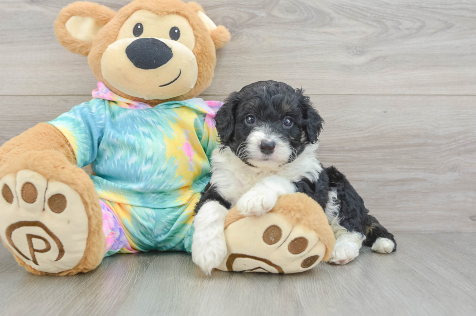 5 week old Mini Aussiedoodle Puppy For Sale - Florida Fur Babies