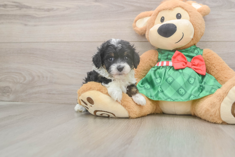 Friendly Mini Aussiedoodle Baby