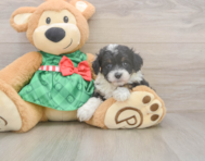 8 week old Mini Aussiedoodle Puppy For Sale - Florida Fur Babies