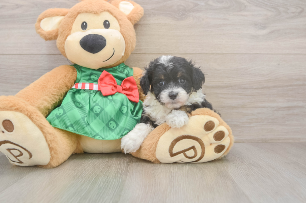 5 week old Mini Aussiedoodle Puppy For Sale - Florida Fur Babies