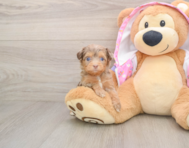 8 week old Mini Aussiedoodle Puppy For Sale - Florida Fur Babies