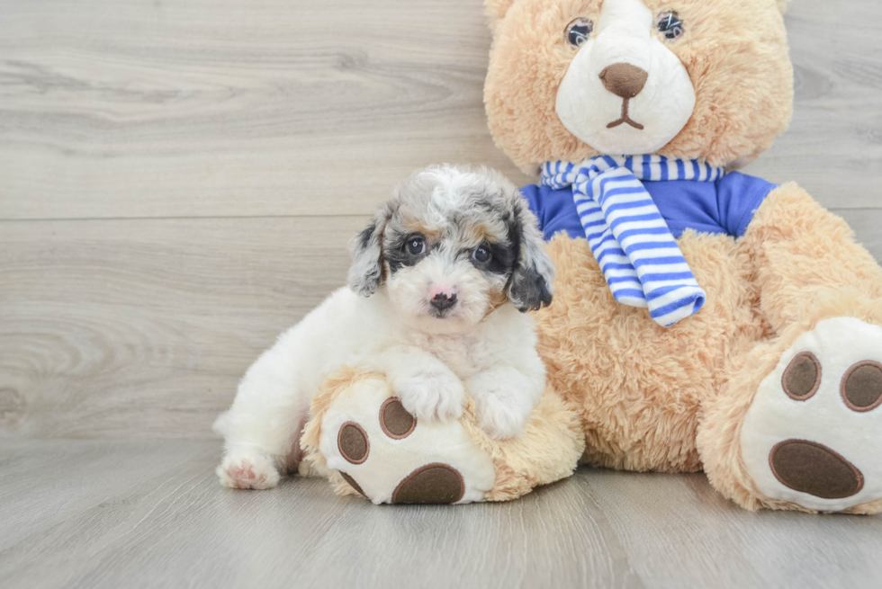 Best Mini Aussiedoodle Baby