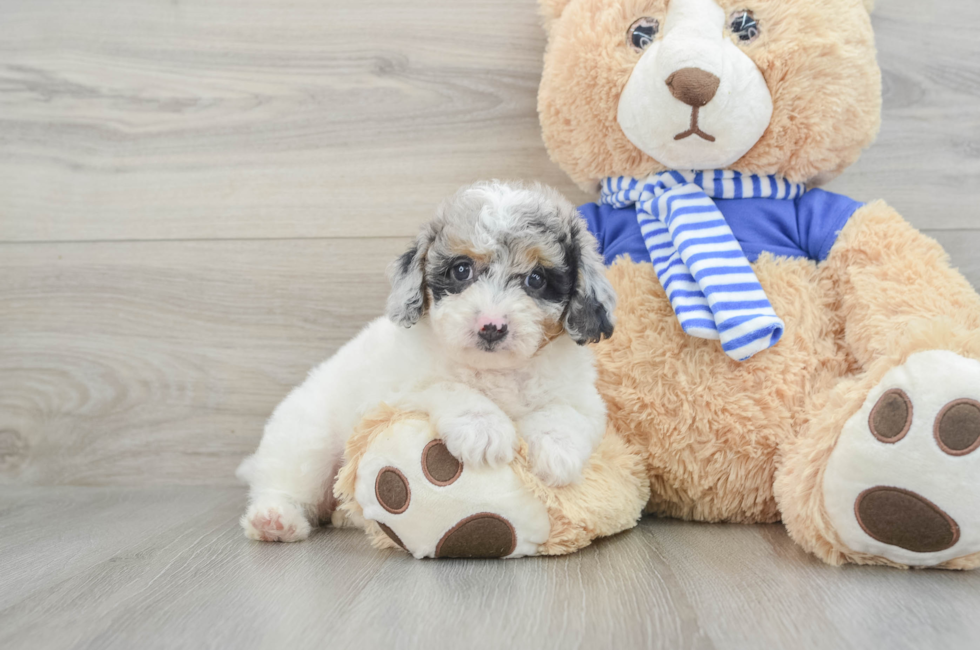 8 week old Mini Aussiedoodle Puppy For Sale - Florida Fur Babies