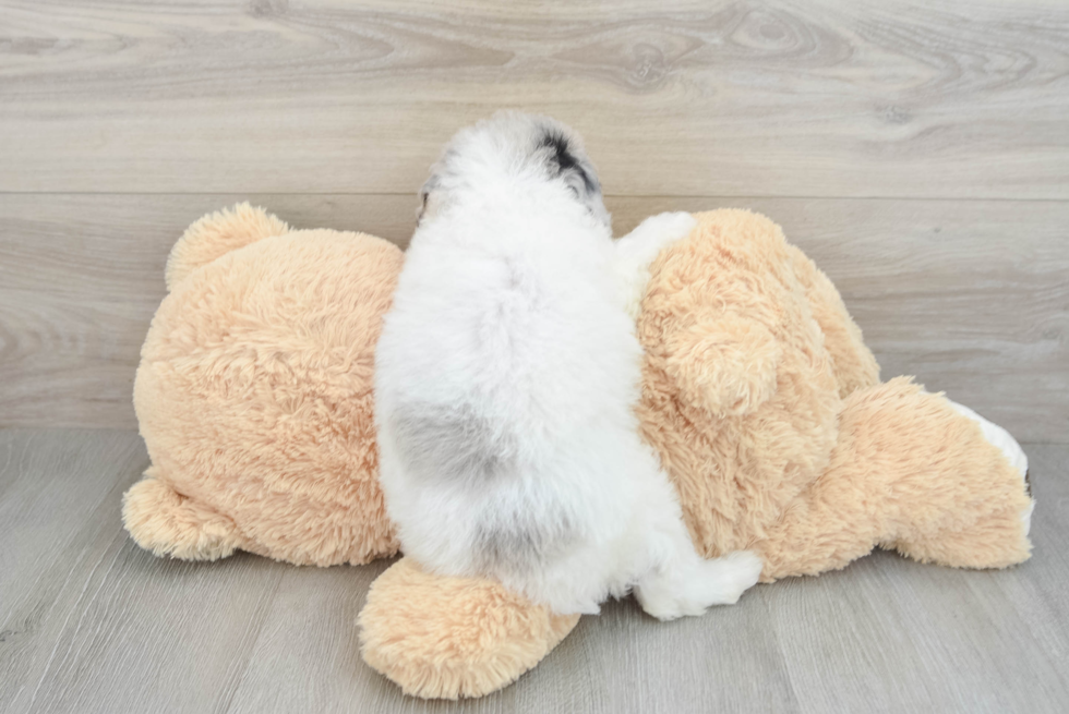 Mini Aussiedoodle Pup Being Cute