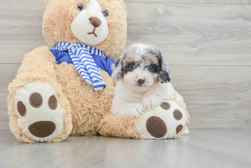 Playful Mini Aussiepoodle Poodle Mix Puppy