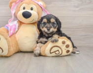 8 week old Mini Aussiedoodle Puppy For Sale - Florida Fur Babies