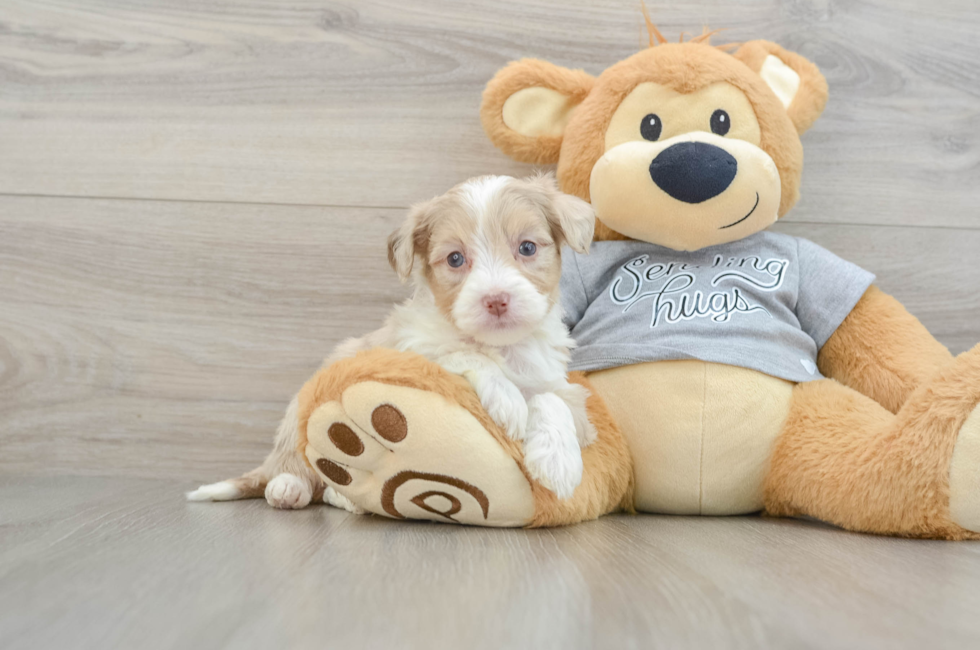 5 week old Mini Aussiedoodle Puppy For Sale - Florida Fur Babies