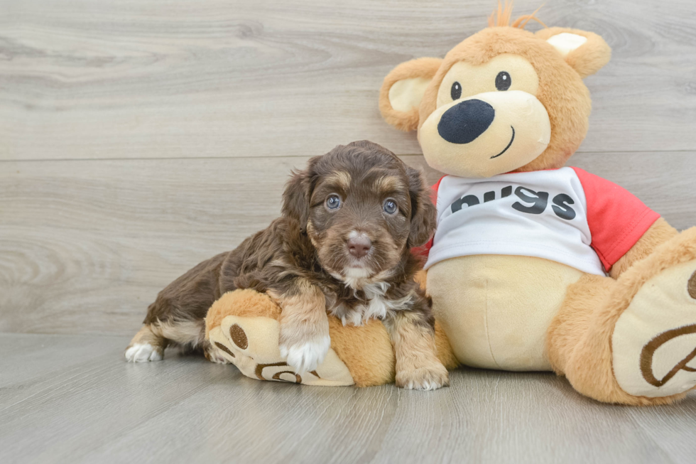 Mini Aussiedoodle Puppy for Adoption