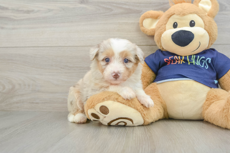 Adorable Mini Australian Shepherd X Poodle Mix Poodle Mix Puppy