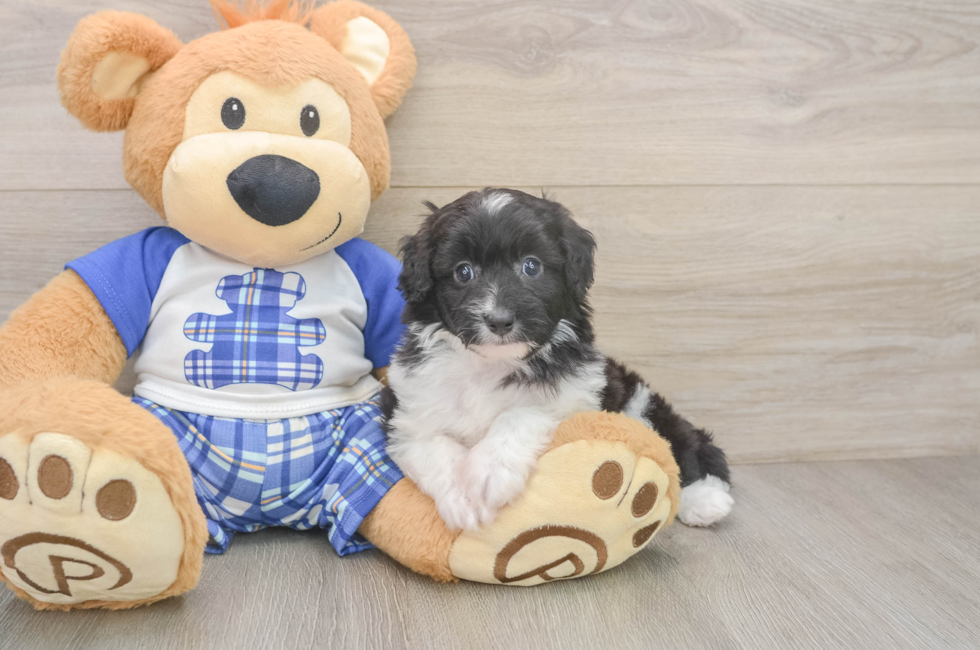 6 week old Mini Aussiedoodle Puppy For Sale - Florida Fur Babies