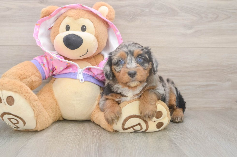 5 week old Mini Aussiedoodle Puppy For Sale - Florida Fur Babies