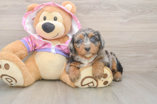 Petite Mini Aussiedoodle Poodle Mix Pup
