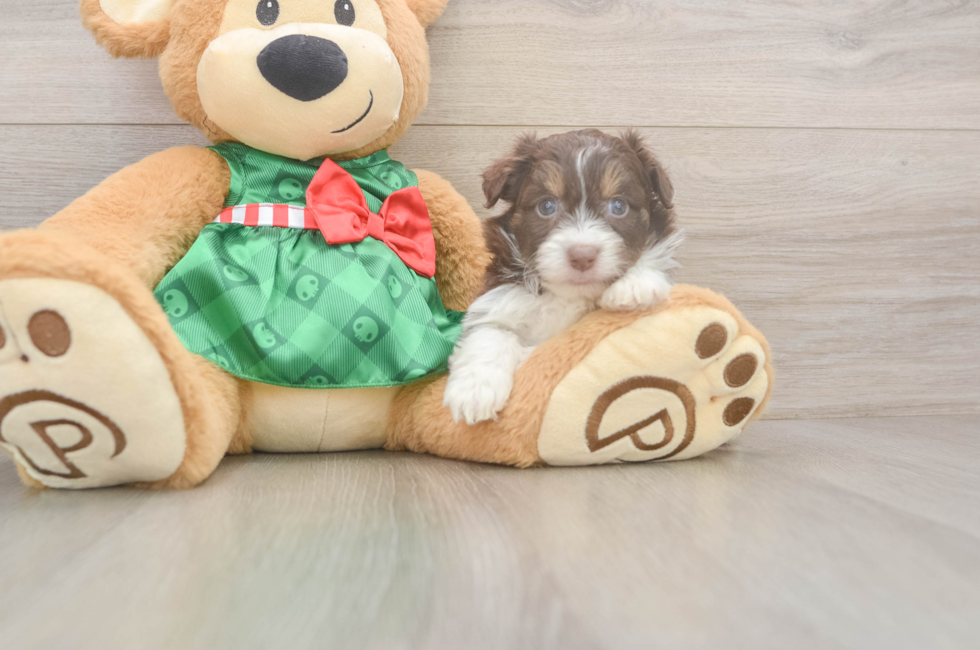 5 week old Mini Aussiedoodle Puppy For Sale - Florida Fur Babies