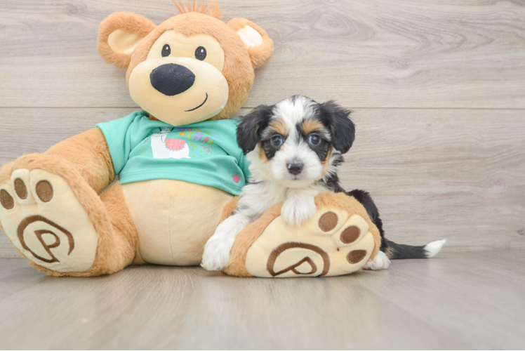 Mini Aussiedoodle Puppy for Adoption