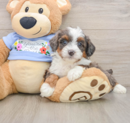 7 week old Mini Aussiedoodle Puppy For Sale - Florida Fur Babies