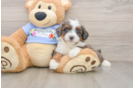 Best Mini Aussiedoodle Baby