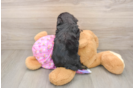 Mini Aussiedoodle Pup Being Cute