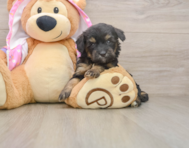8 week old Mini Aussiedoodle Puppy For Sale - Florida Fur Babies