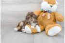 Meet Tiki - our Mini Aussiedoodle Puppy Photo 1/3 - Florida Fur Babies