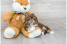 Meet Tiki - our Mini Aussiedoodle Puppy Photo 2/3 - Florida Fur Babies