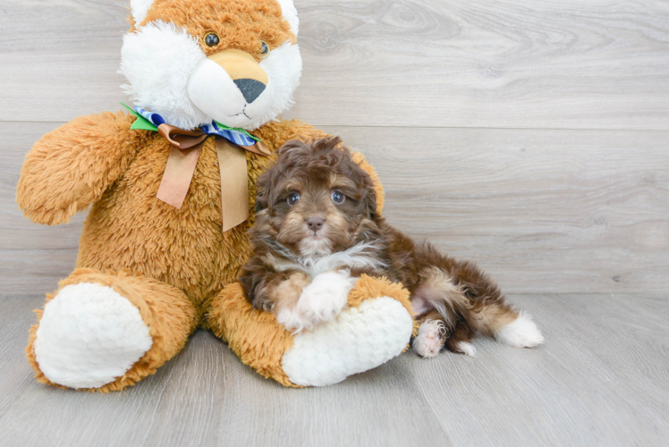 Meet Tiki - our Mini Aussiedoodle Puppy Photo 2/3 - Florida Fur Babies