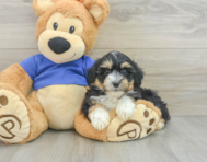 6 week old Mini Aussiedoodle Puppy For Sale - Florida Fur Babies