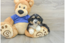 Smart Mini Aussiedoodle Poodle Mix Pup