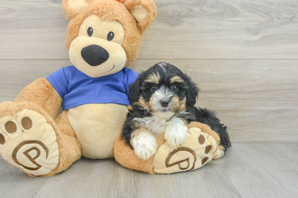 8 week old Mini Aussiedoodle Puppy For Sale - Florida Fur Babies