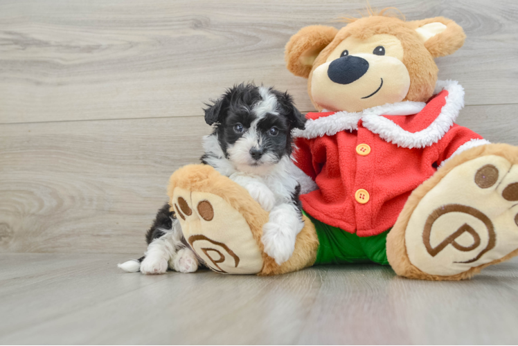 Adorable Mini Australian Shepherd X Poodle Mix Poodle Mix Puppy