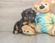 8 week old Mini Aussiedoodle Puppy For Sale - Florida Fur Babies