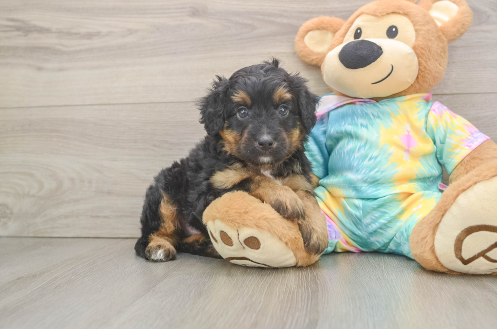 5 week old Mini Aussiedoodle Puppy For Sale - Florida Fur Babies